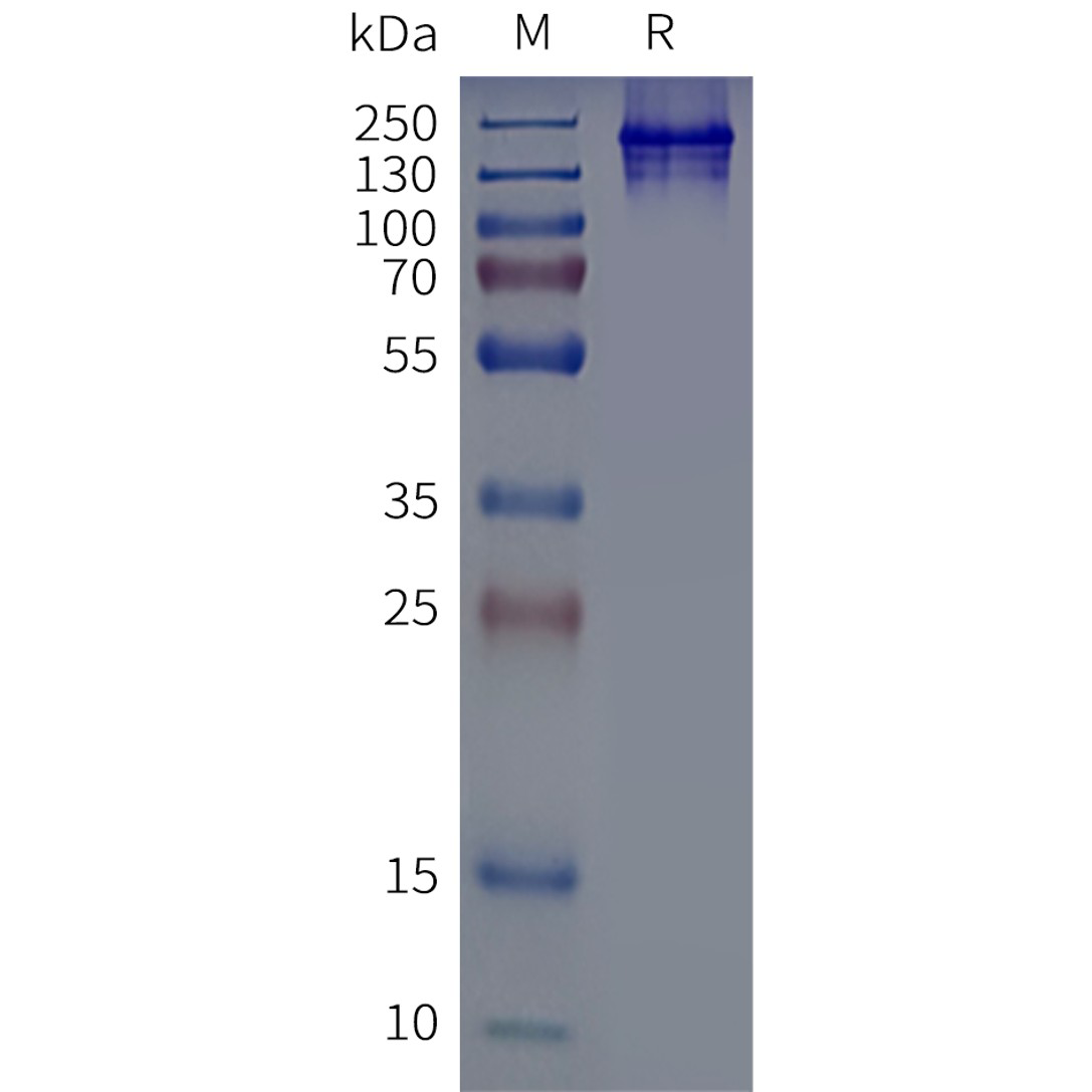 page-flp120193 adgrb1 strep sp1