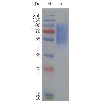 page-flp120229 drd1 strep sp1 1