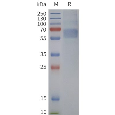 page-flp120233 drd5 strep sp1