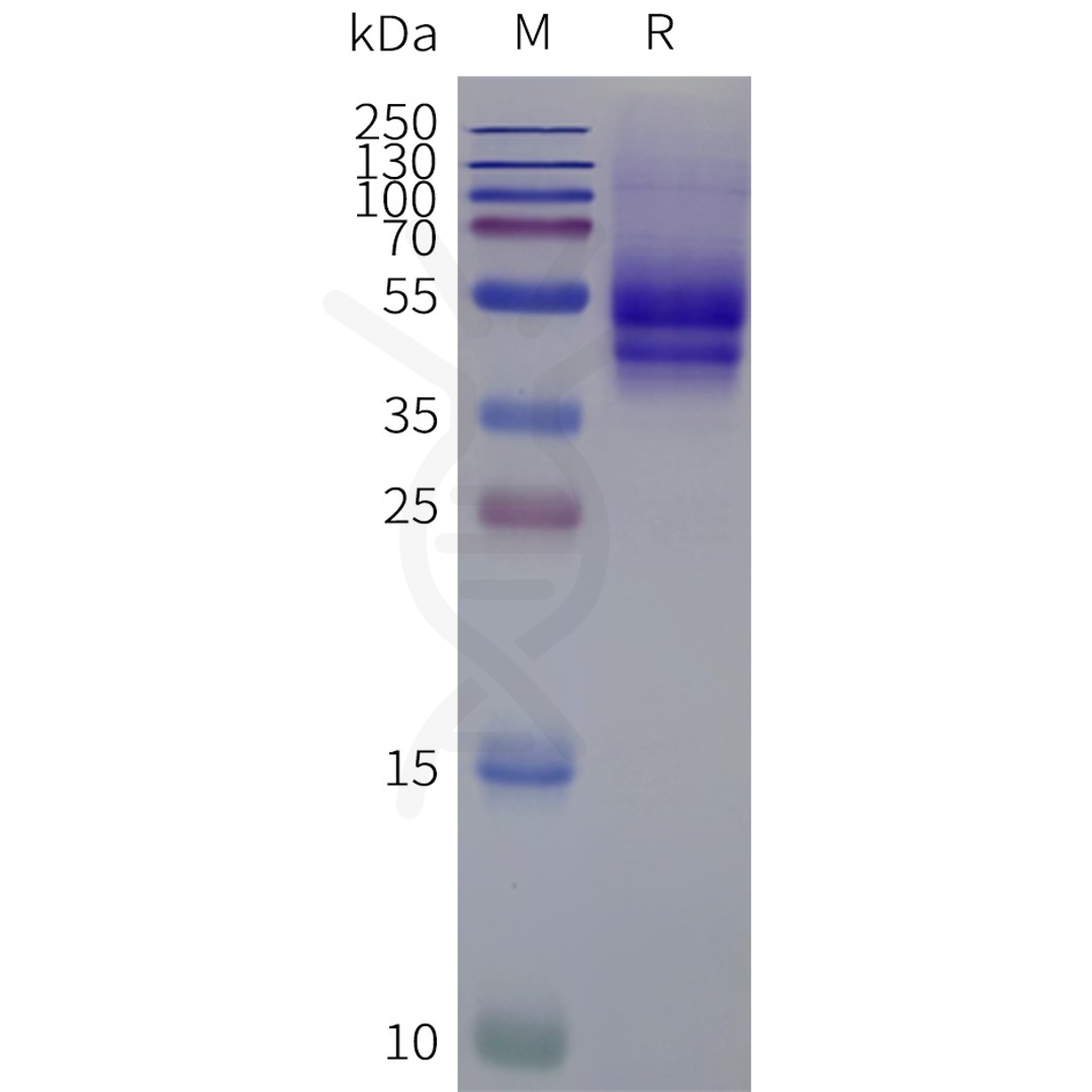 page-flp120235 ednrb strep sp1