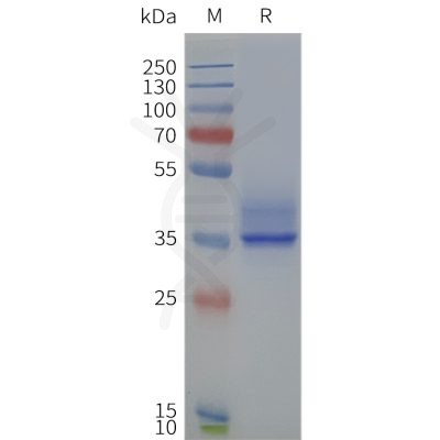 page-flp120236 ffar2 strep sp1
