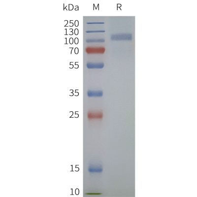 page-flp120246 fzd6 strep sp1