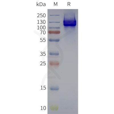 page-flp120251 gabr1 strep sp1