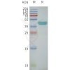 page-flp120289 gprc5c sp1