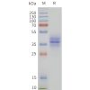 page-flp120293 gpr15 strep sp1