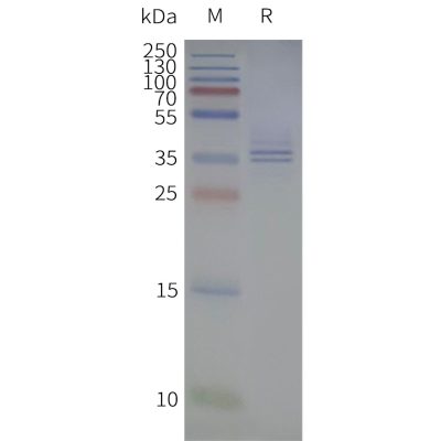 page-flp120321 gpr88 strep sp1