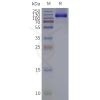 page-flp120323 grm3 strep sp1