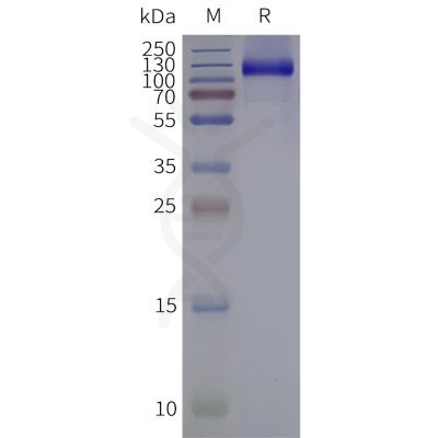 page-flp120323 grm3 strep sp1