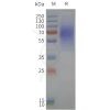 page-flp120334 lpar1 strep sp1 1