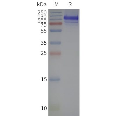 page-flp120340 lshr strep sp1