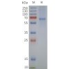 page-flp120344 mas1l strep sp1
