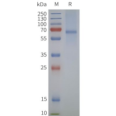 page-flp120344 mas1l strep sp1