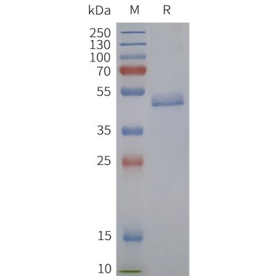 page-flp120373 ntsr2 strep sp1