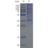 page-flp120378 gpr68 strep sp1