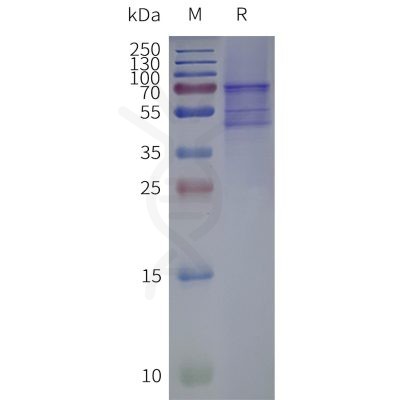 page-flp120380 opn4 strep sp1
