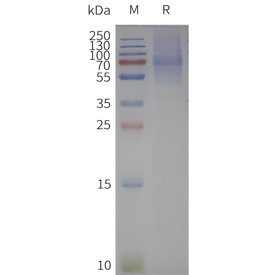 flp120437-p2ry12-strep-sp1.jpg