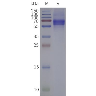 page-flp120440 pacr strep sp1