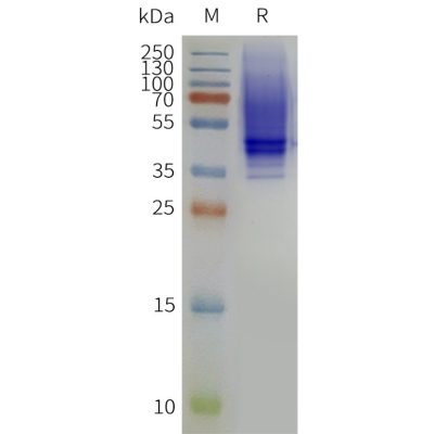 page-flp120445 ptger3 strep sp1