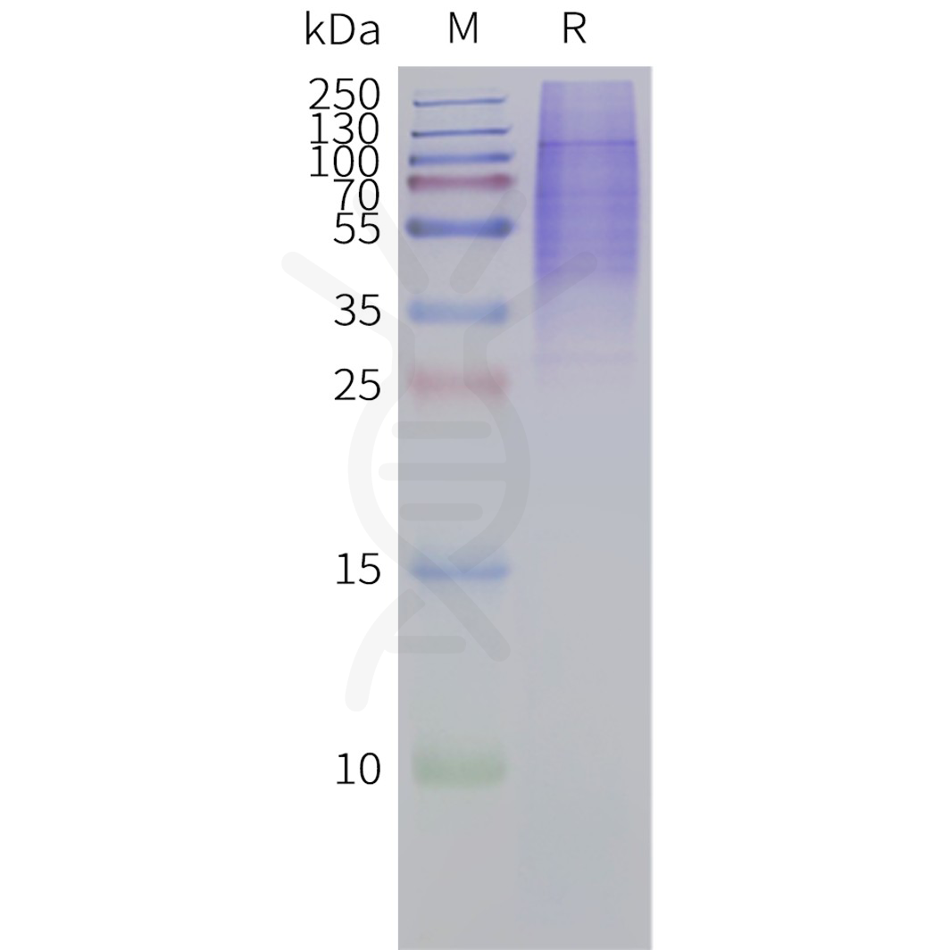 page-flp120447 ptgir strep sp1