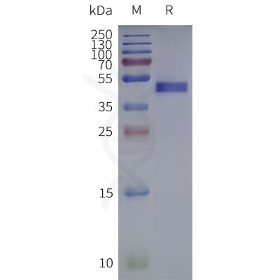 page-flp120457 rrh strep sp1