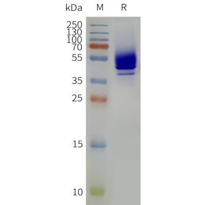 page-flp120460 s1pr1 strep sp1