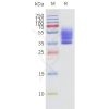 page-flp120462 s1pr3 strep sp1 1