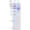 page-flp120481a bril taar1 strep sp1