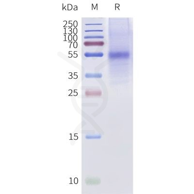 page-flp120481a bril taar1 strep sp1
