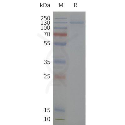 page-flp120501 kcnh2 sp1