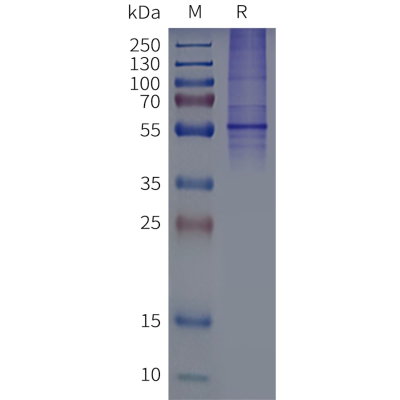 page-flp120511 dcstamp strep sp1