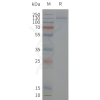 page-flp120512 kcnh2 sp1