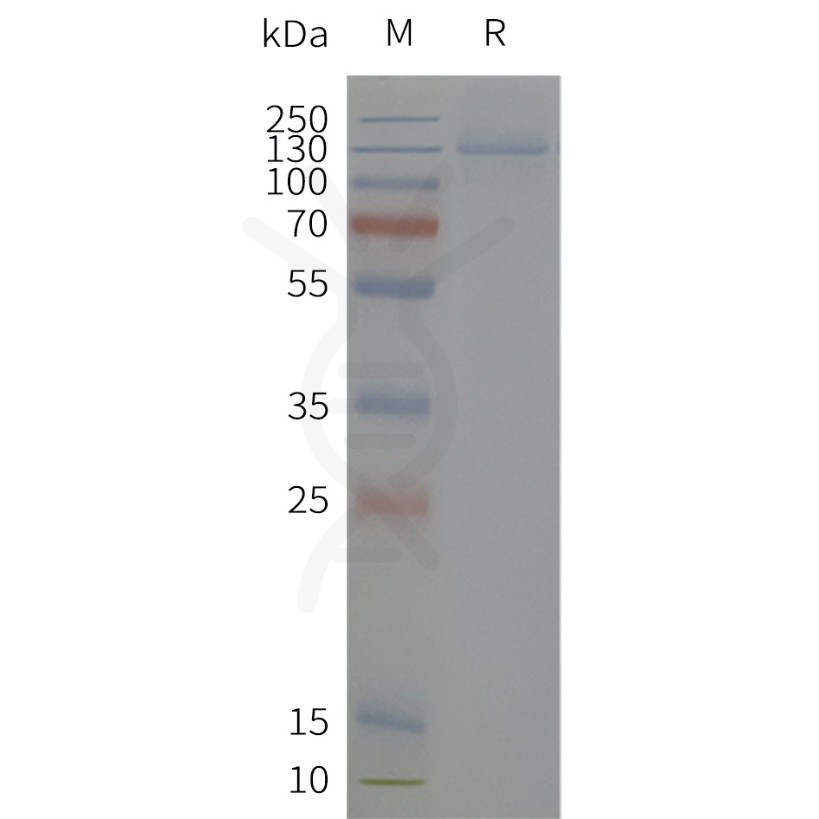 page-flp120512 kcnh2 sp1