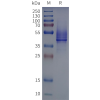 page-flp120514 reachr strep sp1