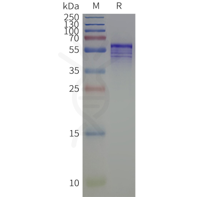 page-flp120519 kcnj4 strep sp1