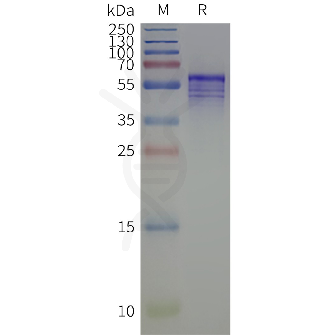 page-flp120519 kcnj4 strep sp1