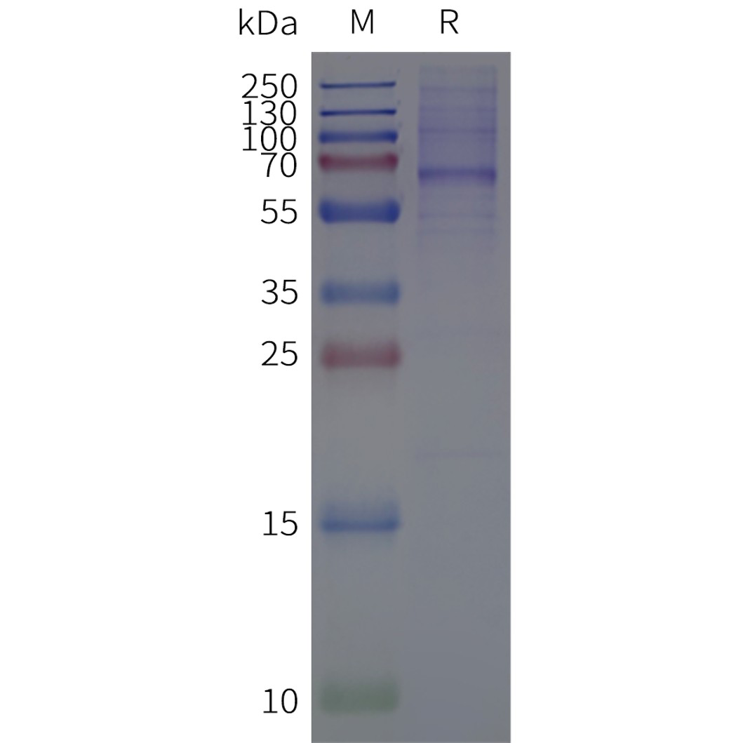flp120522-tas2r13-strep-sp1.png