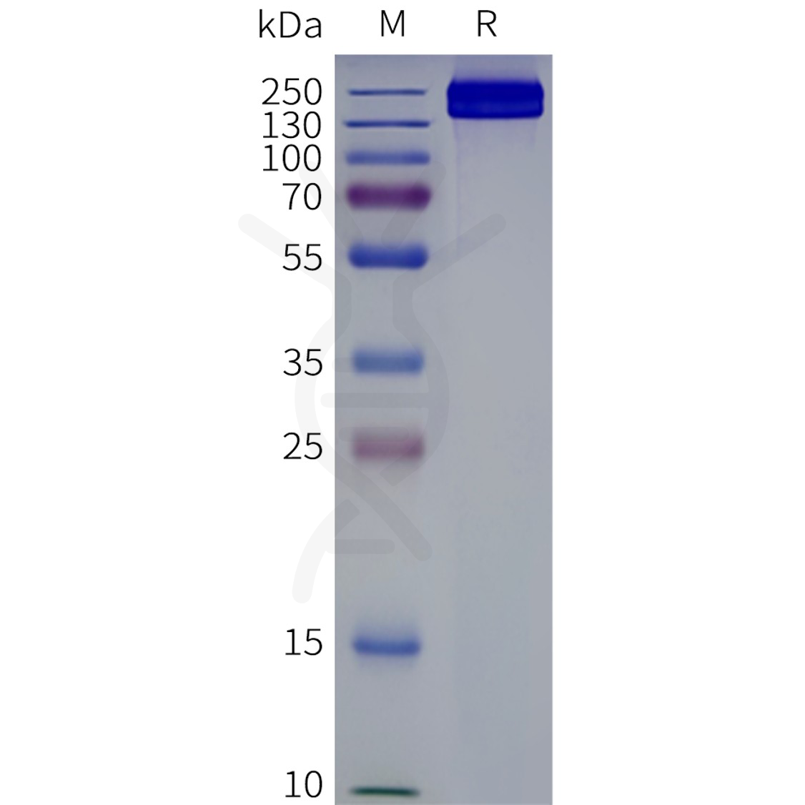 page-flp120661 abcc4 strep sp1