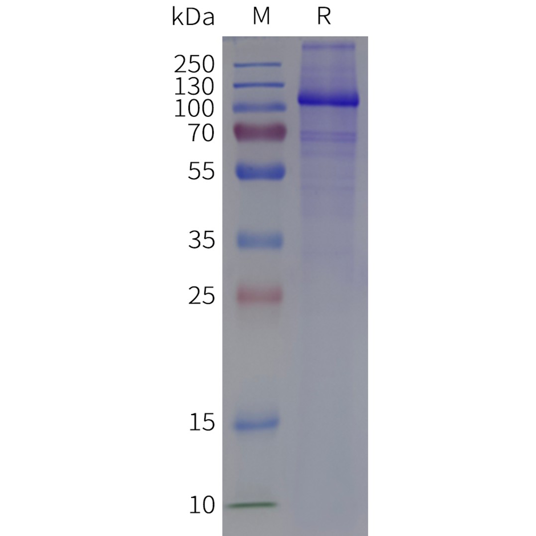 page-flp120839 gria1 strep sp1