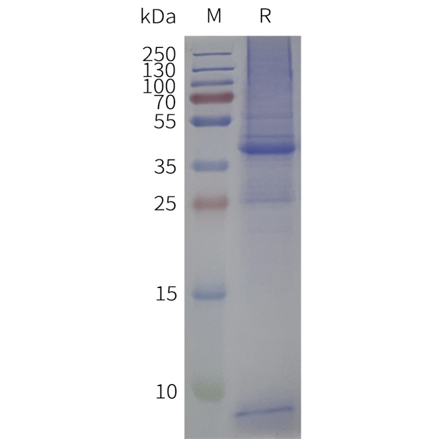 flp400011-gprc5d-sp1.jpg