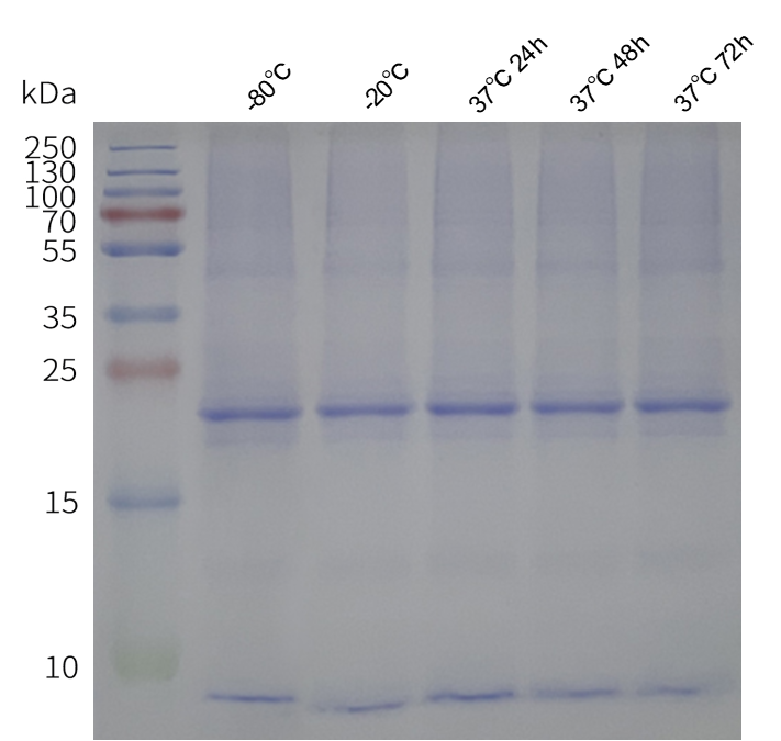 flp420008-cldn6-strep-sp2.png