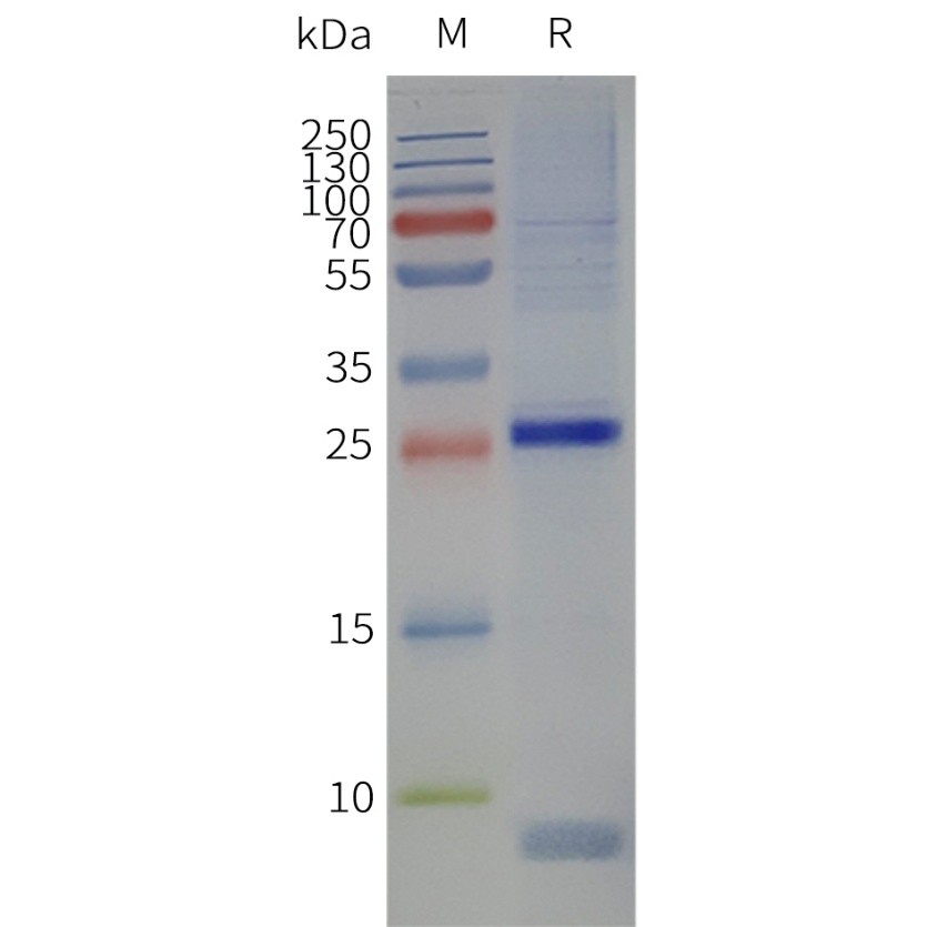 flp420014-cldn18.2-strep-sp1.jpg