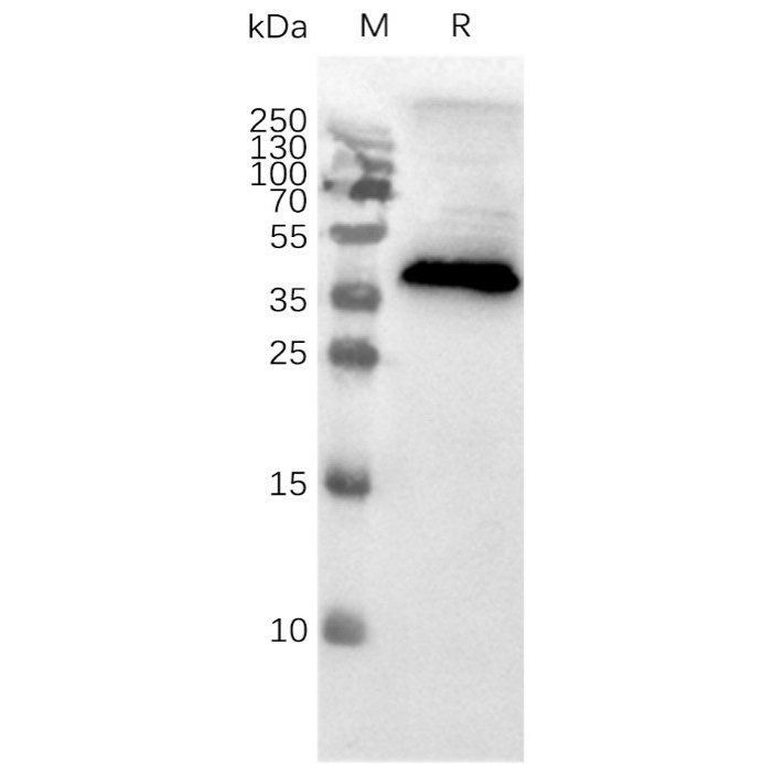 flp100001-ccr8-wb1.png