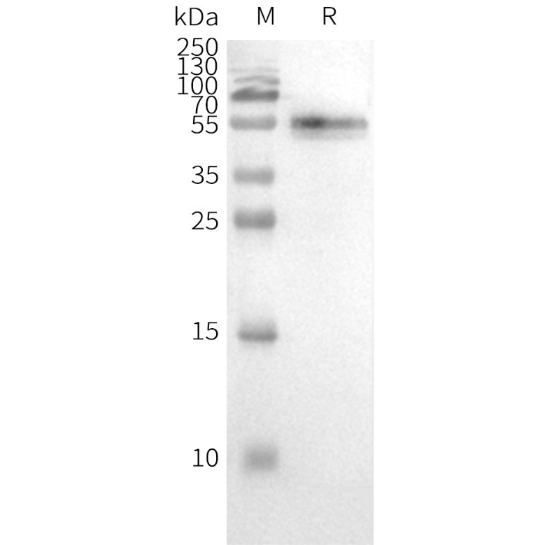 flp100028-ccr2-wb1.png