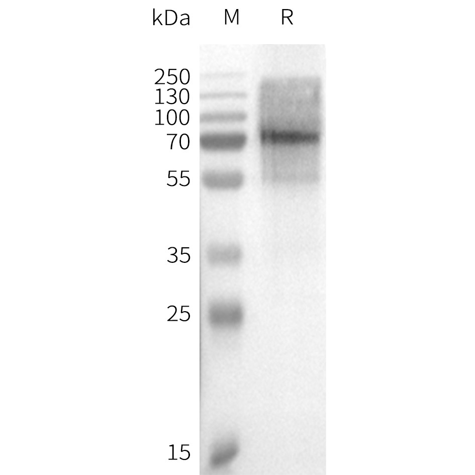 flp100031c-bril-gpr75-wb1.png