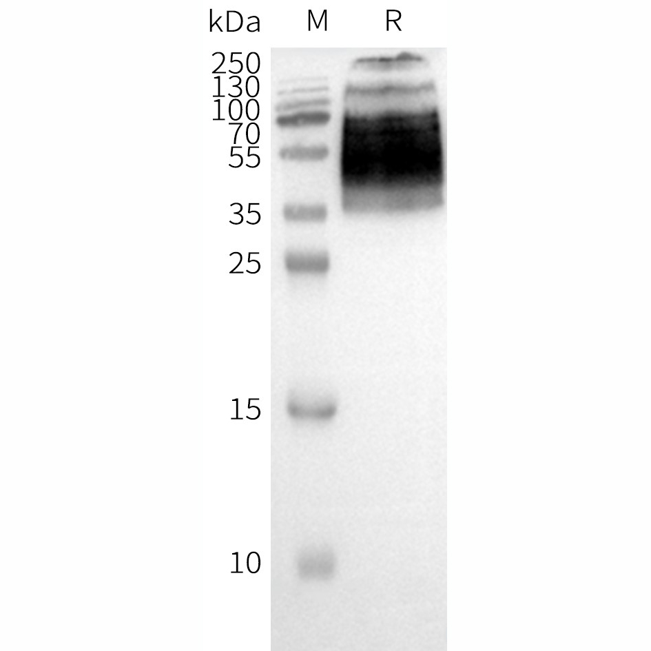 flp100036-f2rl1-wb1.png