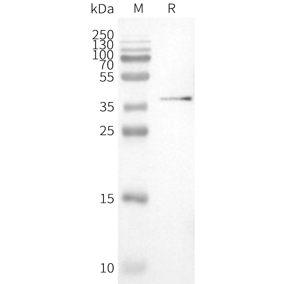 flp100041-pvrig-wb1.png