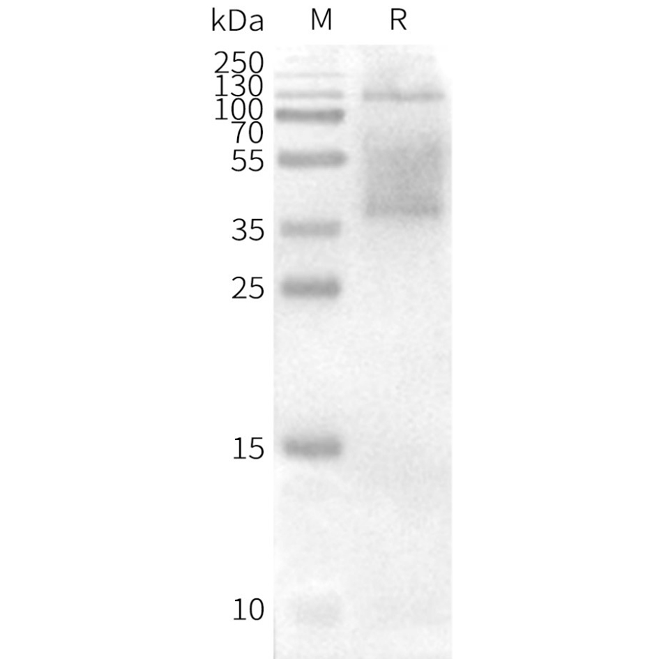 flp100042-cd37-wb1.png