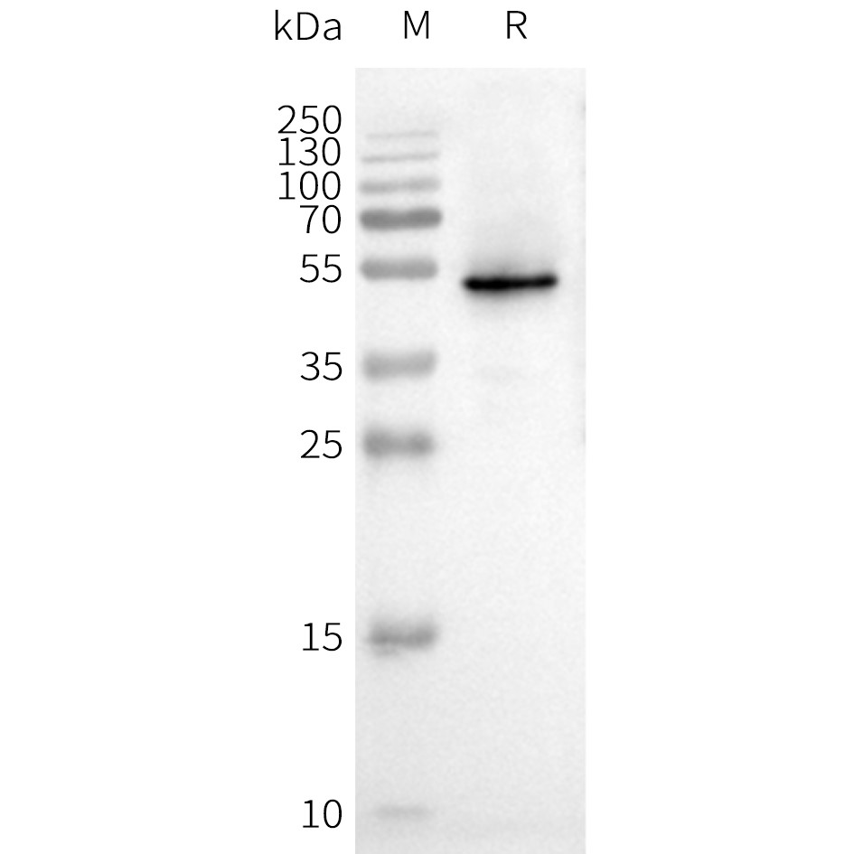 flp100053-cxcr3-wb1.png