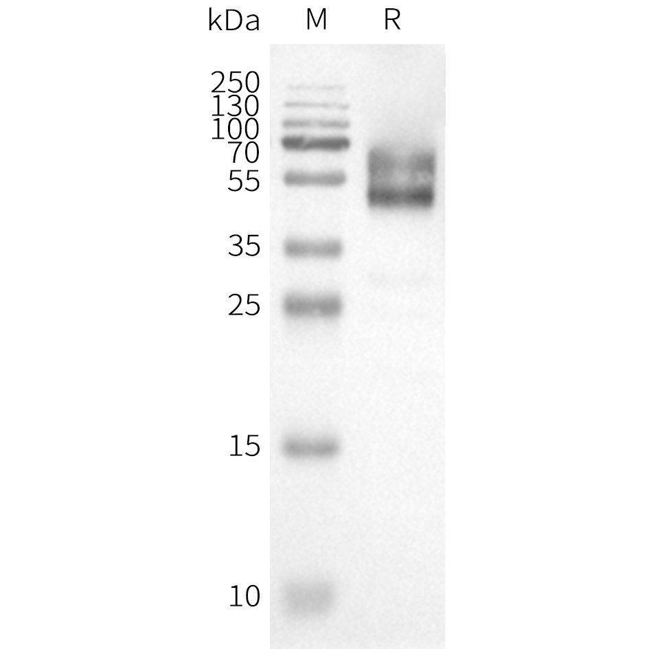 flp100099-hcrtr1-wb1.png
