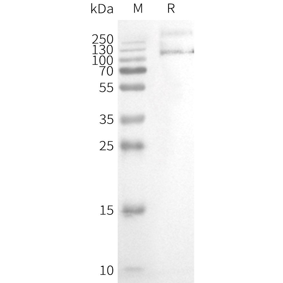 flp100128-trpv1-wb1.png